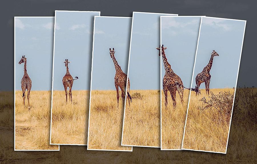 Giraffes in Savannah, Masai Mara National Reserve, Kenya Painting by Celestial Images