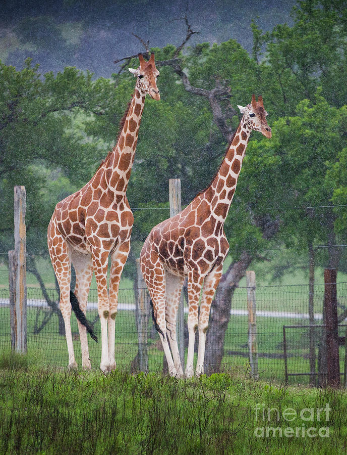 Giraffes in the Rain Photograph by Greg Kopriva