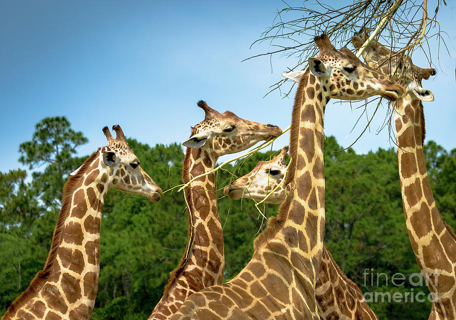 Gentle Giants Photograph by Rene Triay FineArt Photos