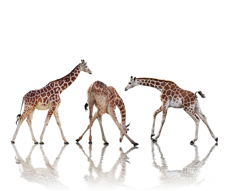 Giraffes Isolated On White Background Photograph by Svetlana Foote - Fine  Art America