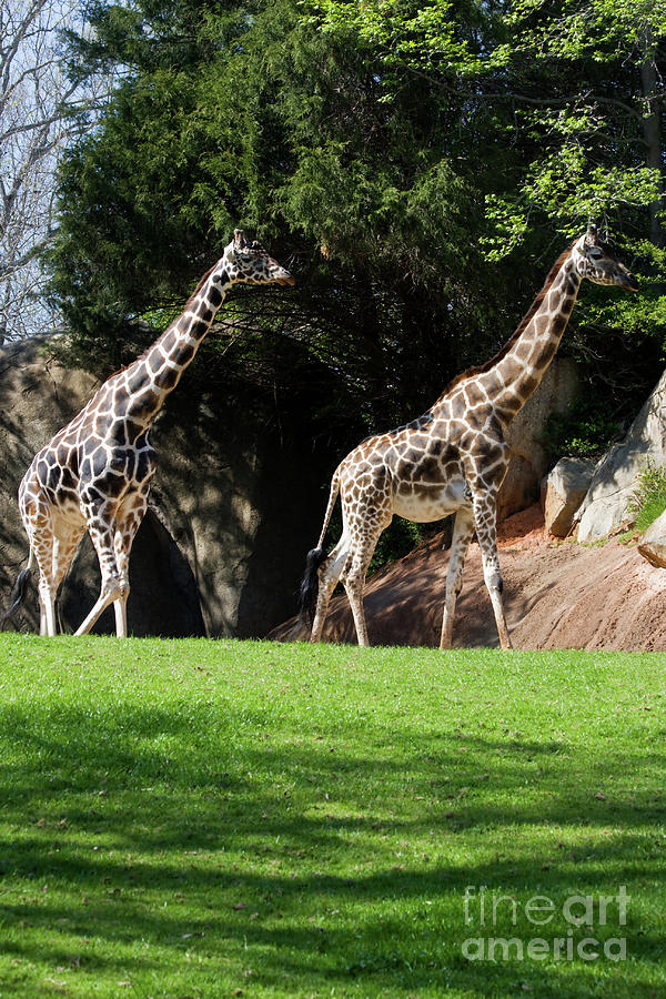 Giraffes Photograph by Jill Lang