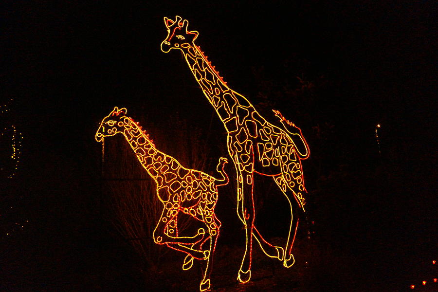 Giraffes light show Photograph by Jeff Swan - Fine Art America