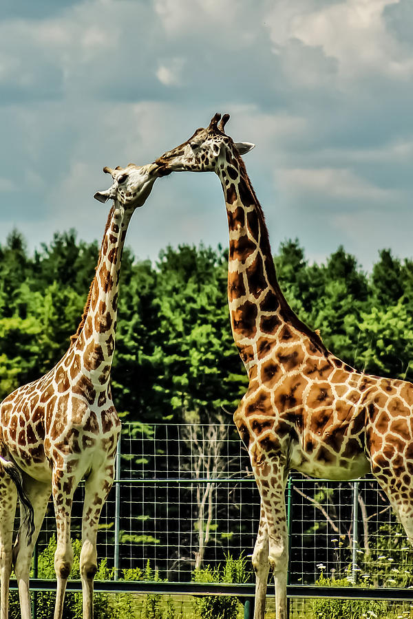 Giraffes Necking Photograph by Karl Anderson