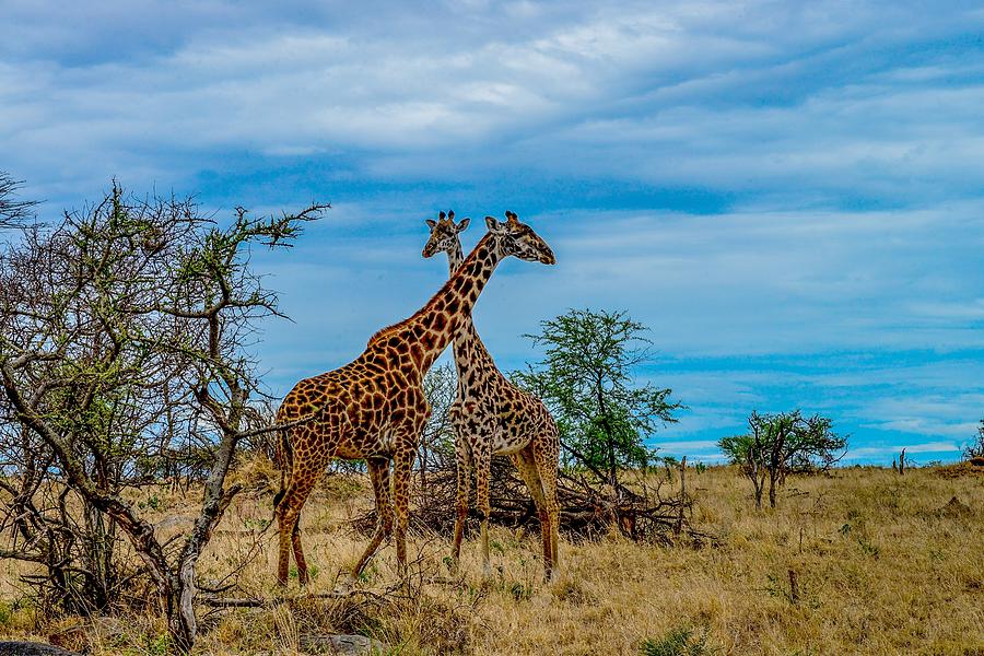 Giraffes on the Serengeti Photograph by Marilyn Burton