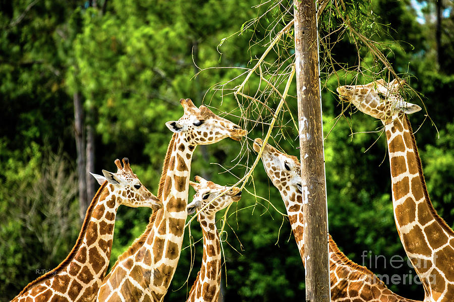 West African Giraffes Photograph by Rene Triay FineArt Photos