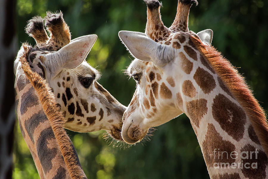 Giraffes Photograph by Sonya Lang