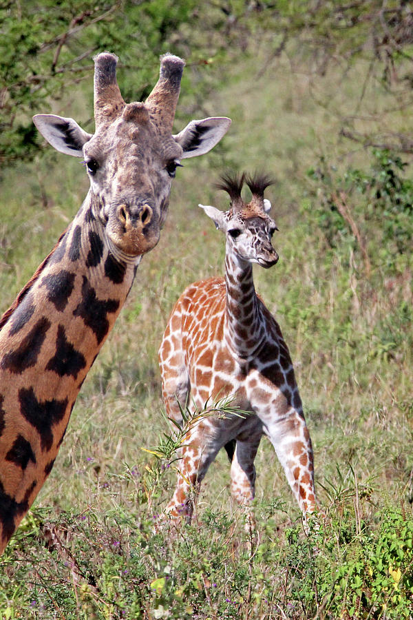 Giraffes - Thats My Baby Photograph by Gill Billington