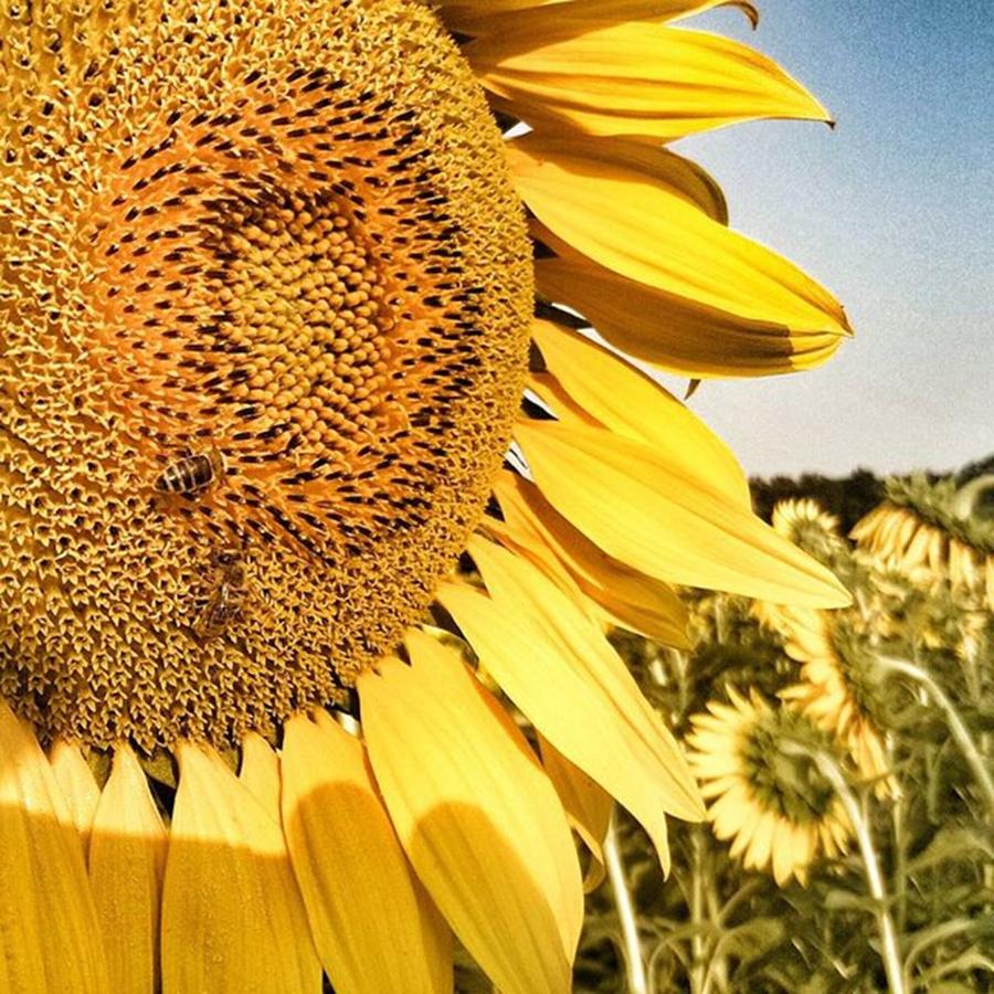 Sunflower Photograph - Girasole Romania, #sunflower #bees #two by Massimo Molino