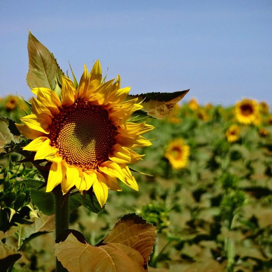 Sunflower Photograph - Girassol - Sun Flower - Rio Grande Do by Kiko Lazlo Correia
