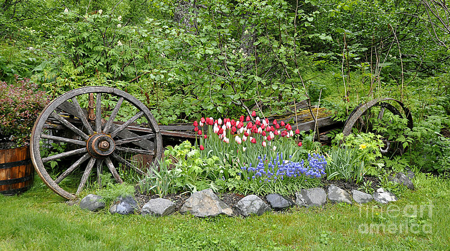 Girdwood Garden Alaska Photograph by Diane E Berry