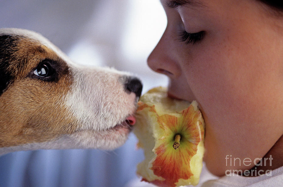 Girl and Puppy Eating an Apple Photograph by Jim Corwin