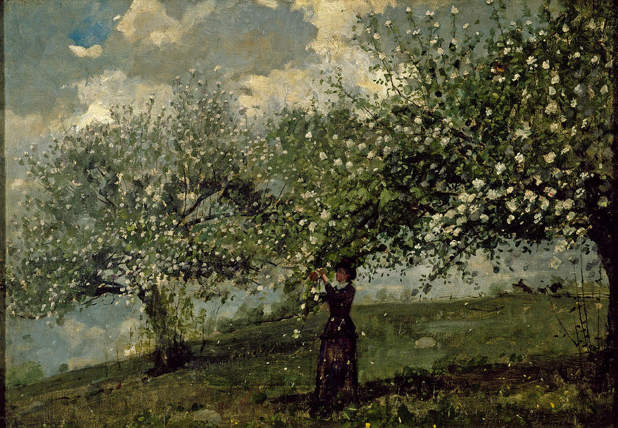 Girl Picking Apple Blossoms Painting by Winslow Homer