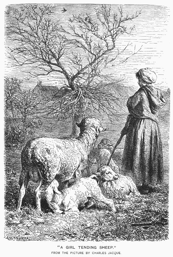 Girl Tending Sheep Photograph by Granger | Pixels