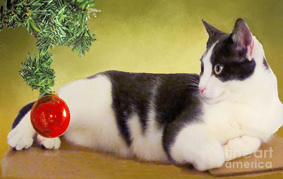 Girlie the Cat at Christmas Photograph by Janette Boyd