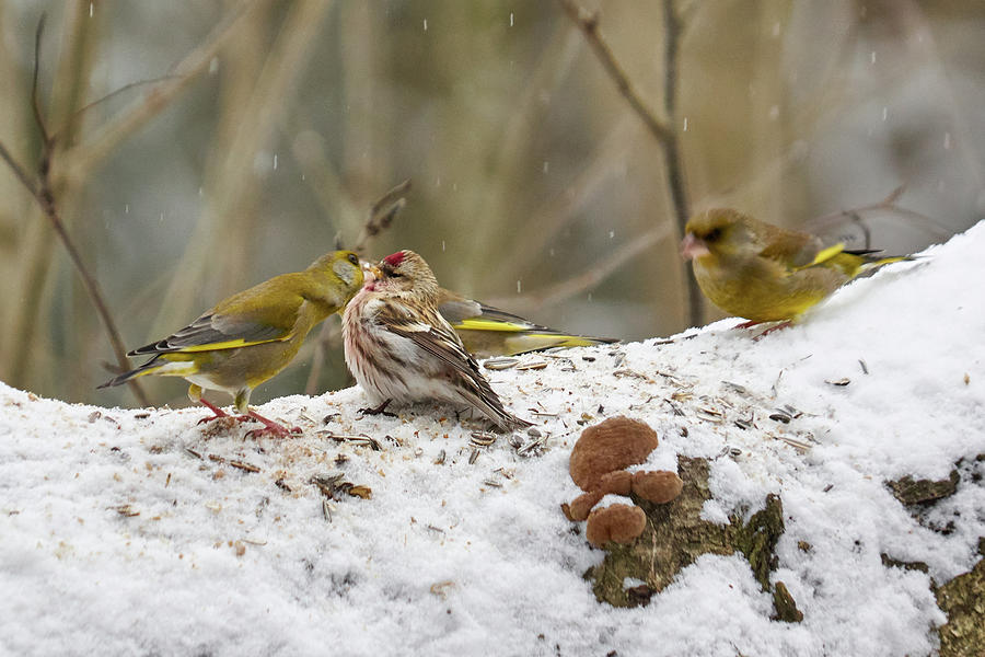 Give me a kiss. Redpolls and greenfinches Photograph by Jouko Lehto