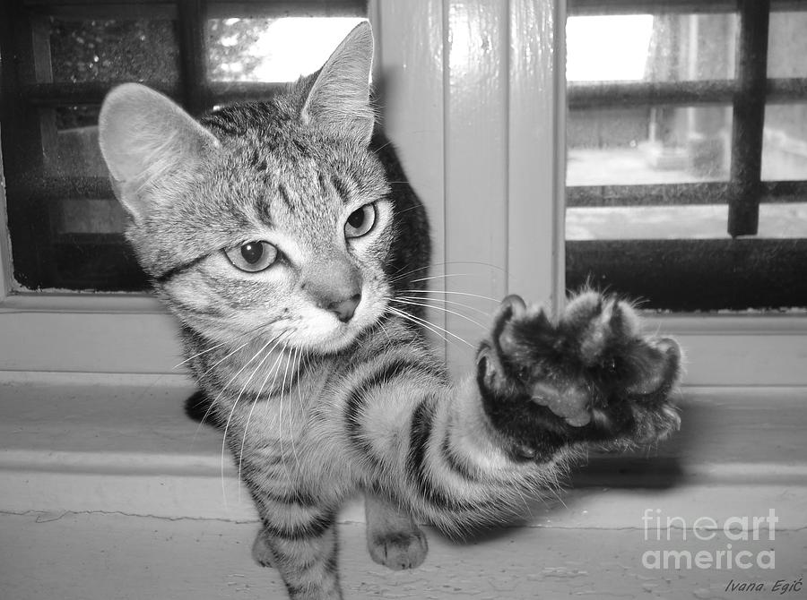 Cat Photograph - Give me five by Ivana  Egic