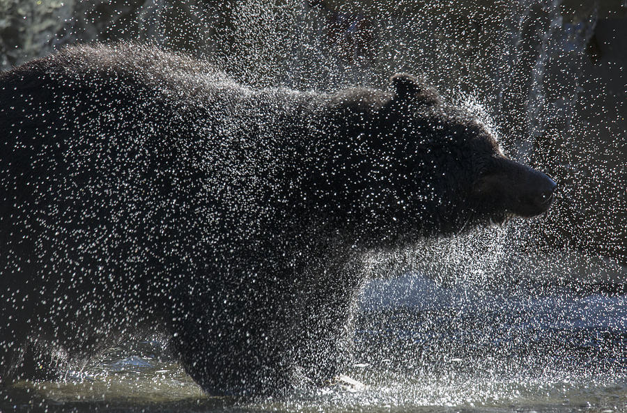 Bear Spray Photograph by Randy Hall