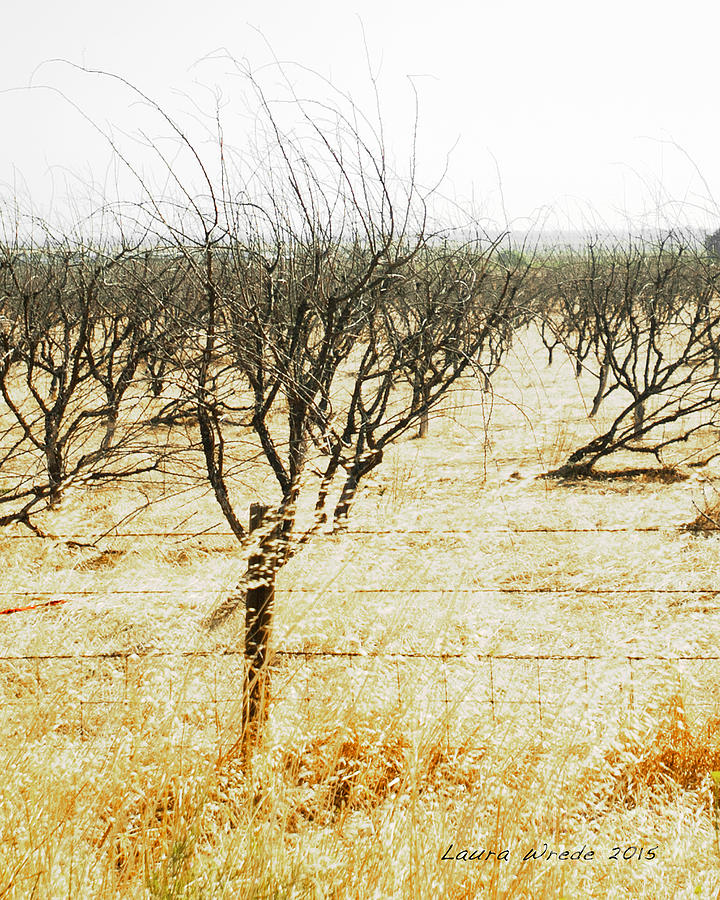 Giving Up - The drought in California Central Valley Taking its Toll on Trees and Farmers Photograph by Artist and Photographer Laura Wrede