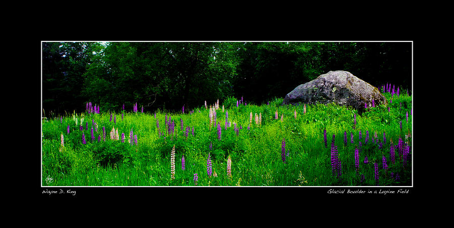 Glacial Boulder in a Lupine Field Poster Photograph by Wayne King