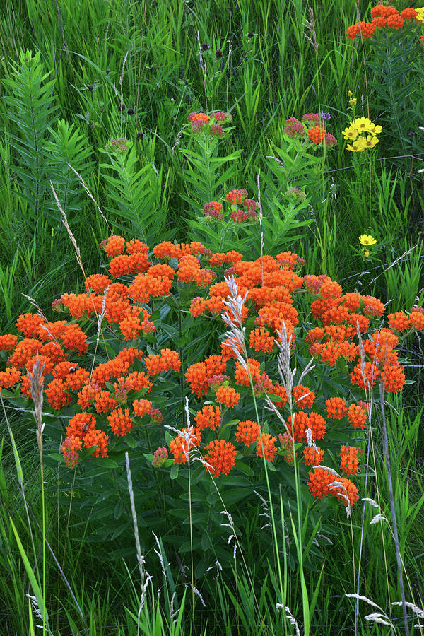 Glacial Butterfly Weed Photograph by Ray Mathis