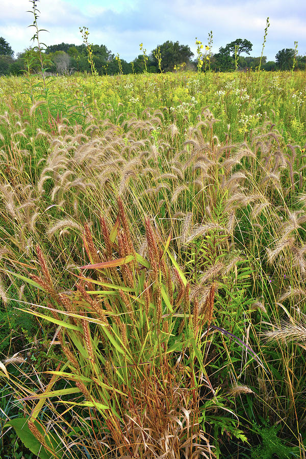 Glacial Park Foxtail Grasses Photograph by Ray Mathis