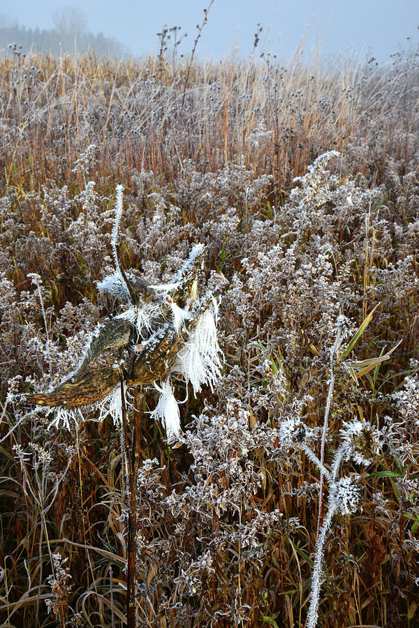 Glacial Park Frosted Wildflowers Photograph by Ray Mathis