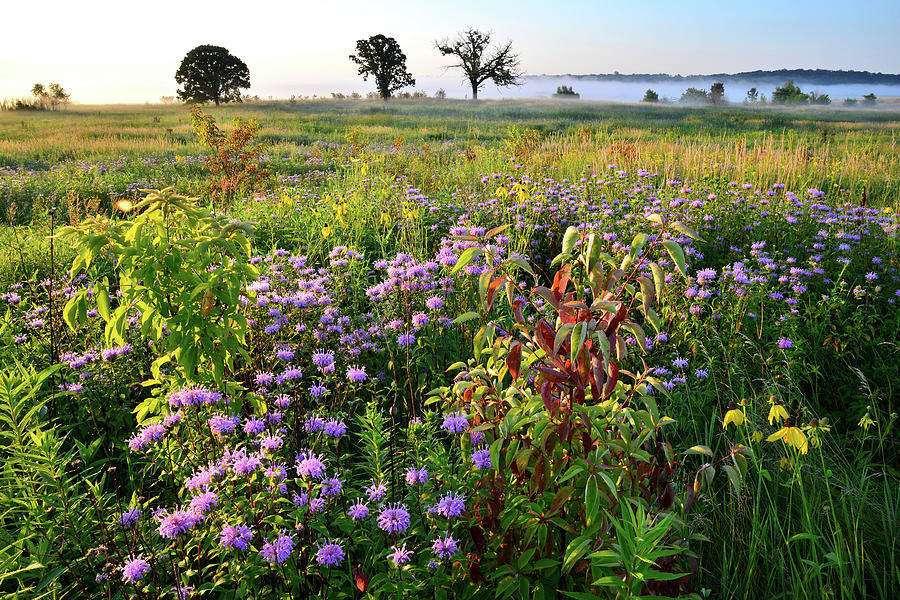 Glacial Park Garden at Sunrise Photograph by Ray Mathis