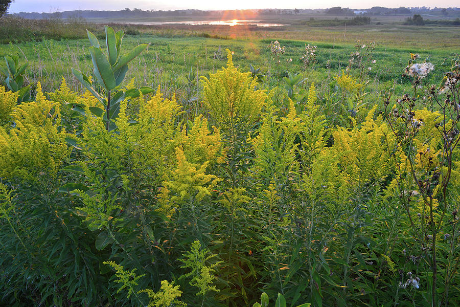 Glacial Park Goldenrod at Sunrise Photograph by Ray Mathis