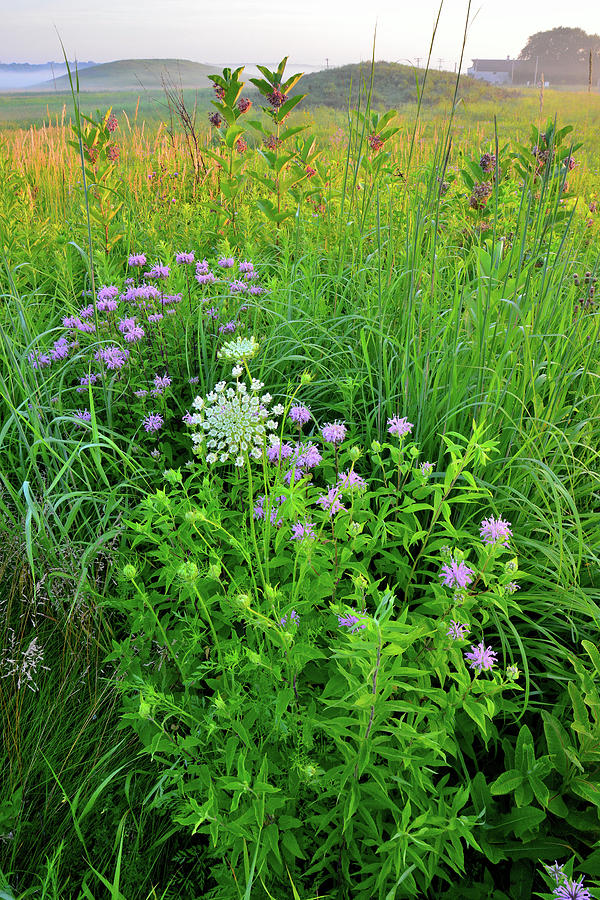 Glacial Park Kames and Prairie Wildflowers at Sunrise Photograph by Ray Mathis