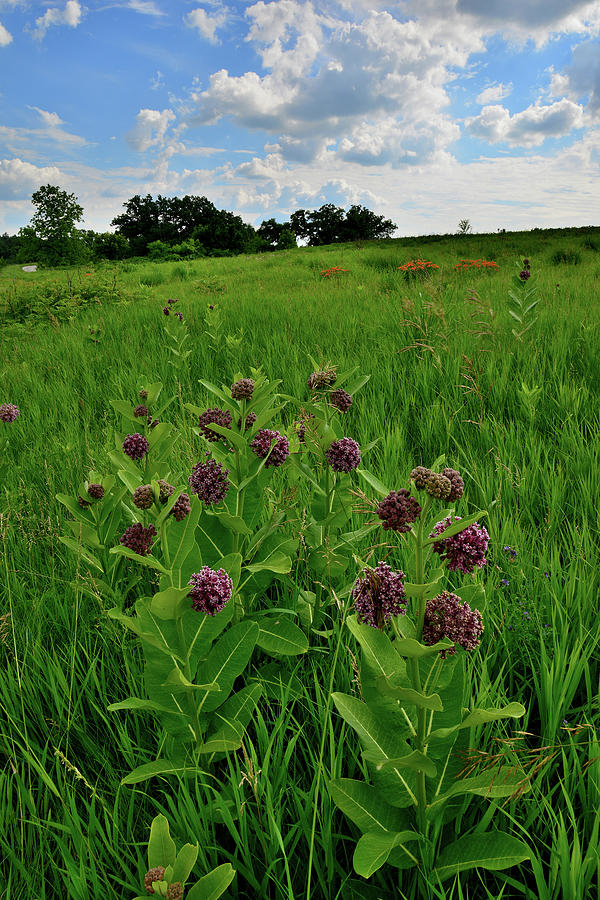 Glacial Park Milkweed Bloom Photograph by Ray Mathis