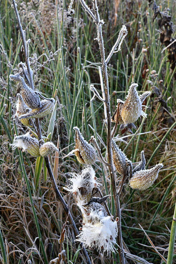 Glacial Park Milkweed Photograph by Ray Mathis