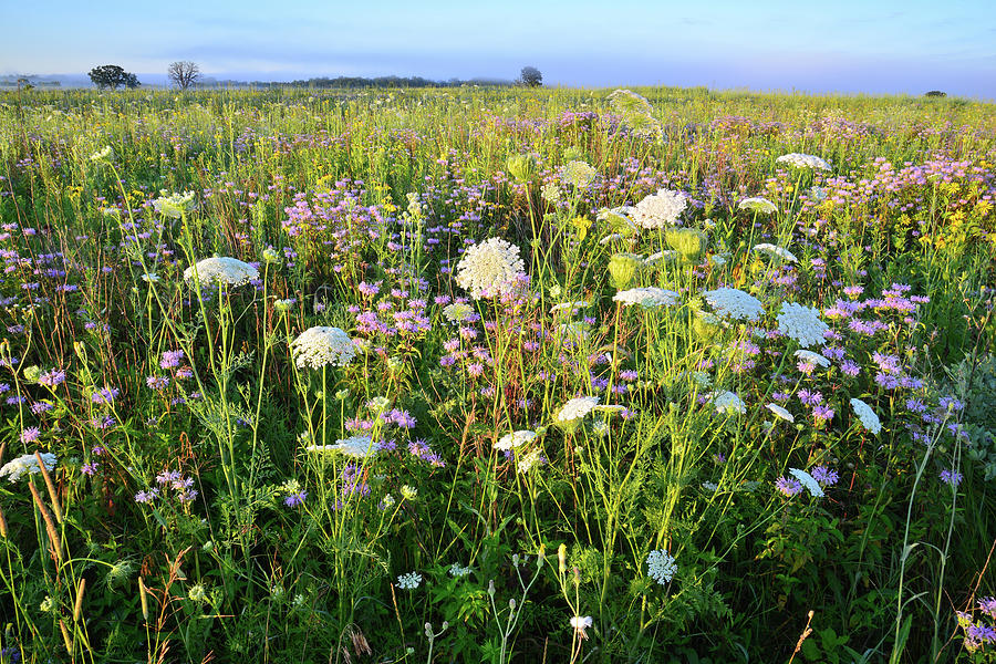 Glacial Park Wildflower Prairie Photograph by Ray Mathis