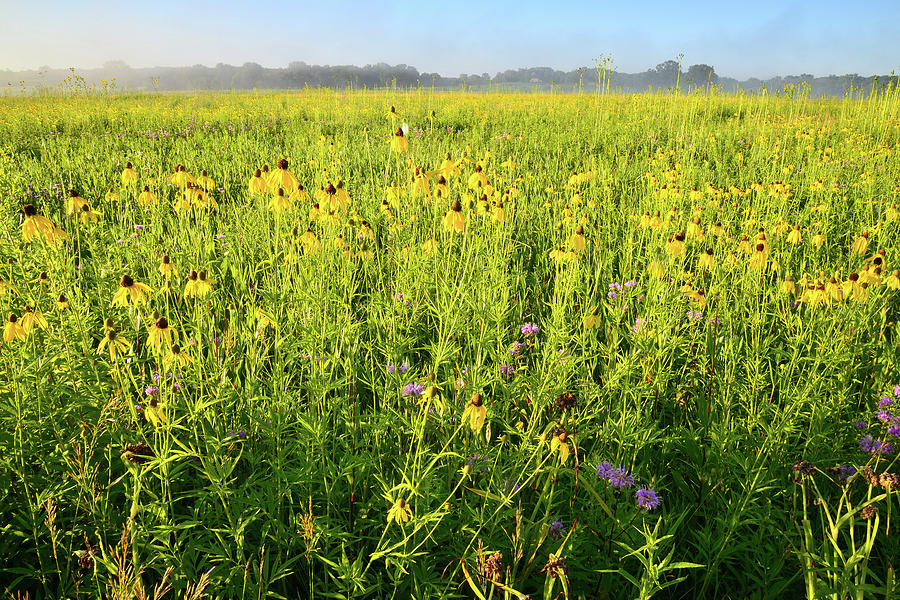 Glacial Park Wildflowers at Sunrise Photograph by Ray Mathis