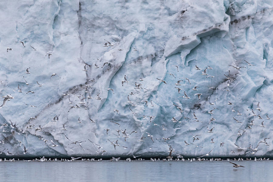 Glacial Wall of Arctic Kittiwakes Photograph by Lauri Novak