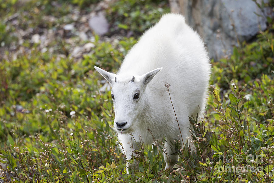 Glacier - Baby Mountain Goat 1 Photograph by Jemmy Archer