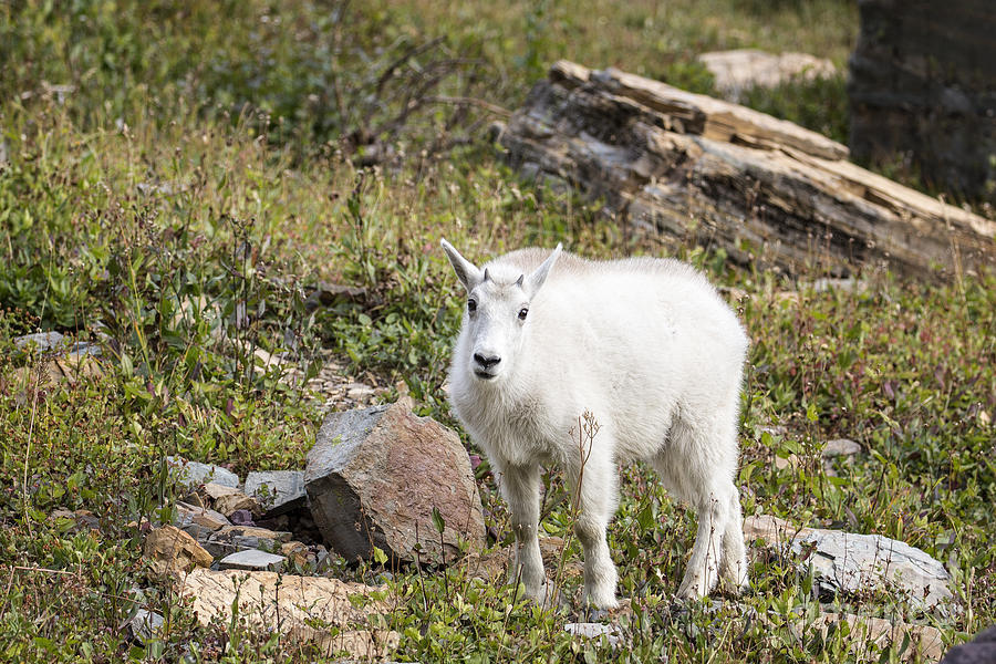 Glacier - Baby Mountain Goat 2 Photograph by Jemmy Archer