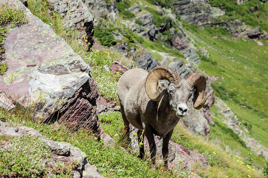 Glacier Big Horn Sheep Photograph by John McGraw