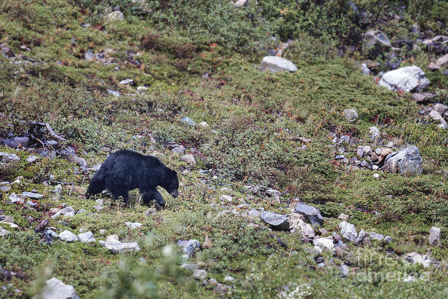 Glacier - Black Bear 2 Photograph by Jemmy Archer