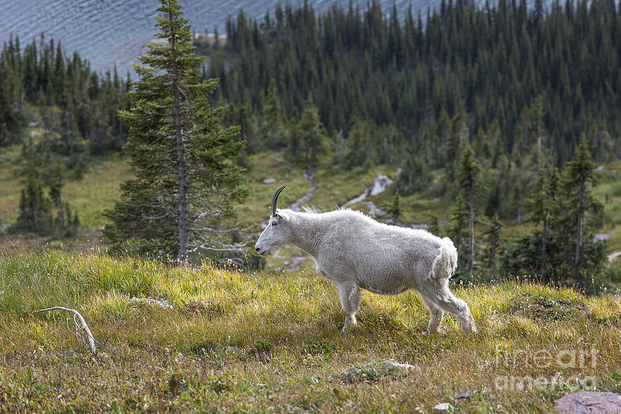Glacier - Granny Goat Photograph by Jemmy Archer