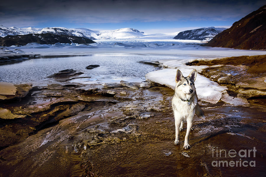 Glacier Guardian Photograph by Svetlana Sewell