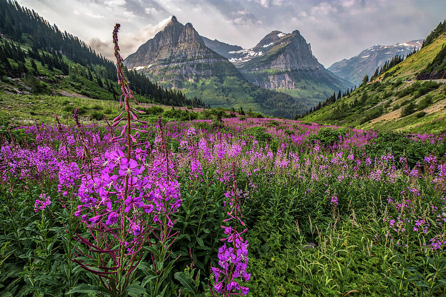 Glacier National Park Photograph - Glacier in Summer by Peter Tellone