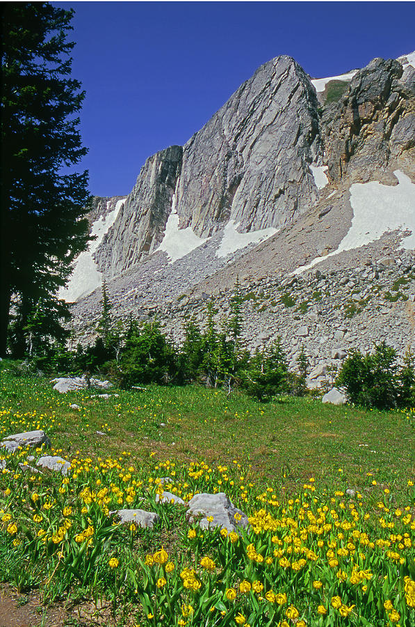 M-09701-Glacier Lilies and the Medicine Bow Mountains  Photograph by Ed  Cooper Photography