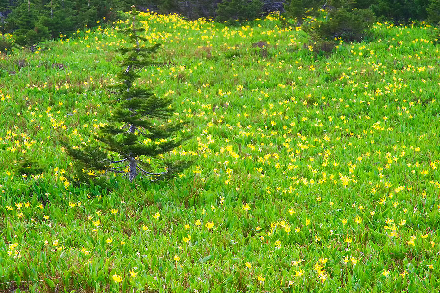 Glacier Lilies And Pine Tree - Glacier National Park Photograph