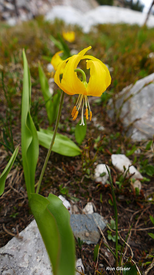 Glacier Lily 1 Photograph