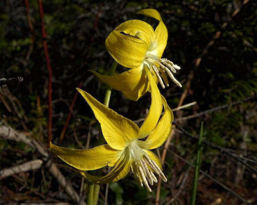 Glacier Lily 2 Photograph by Whispering Peaks Photography