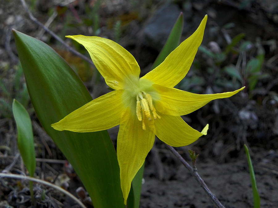 Glacier Lily Photograph by Whispering Peaks Photography
