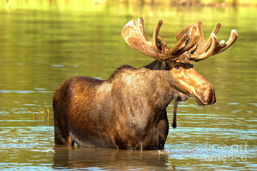 Glacier Moose In The Lake Photograph by Adam Jewell