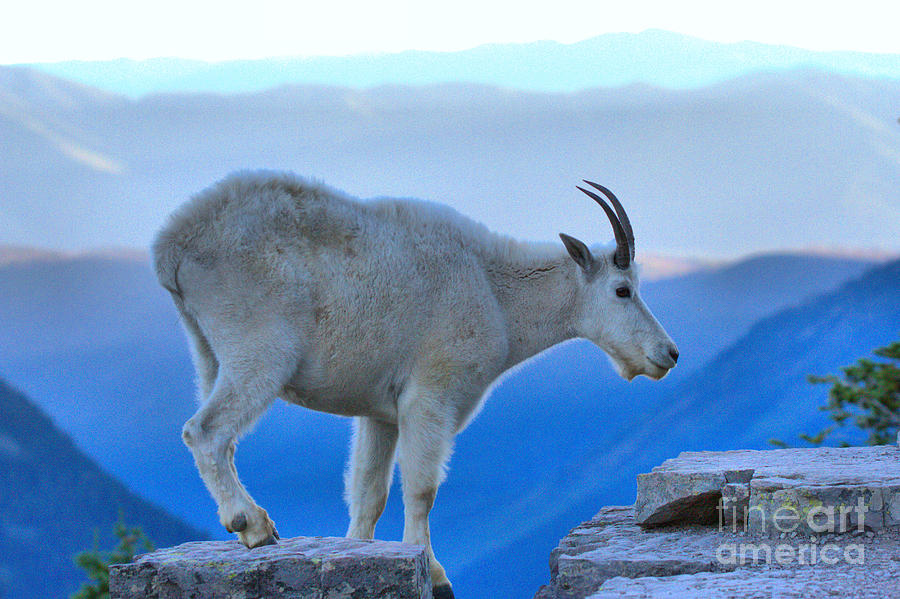 Glacier Mountain Goat Photograph by Adam Jewell