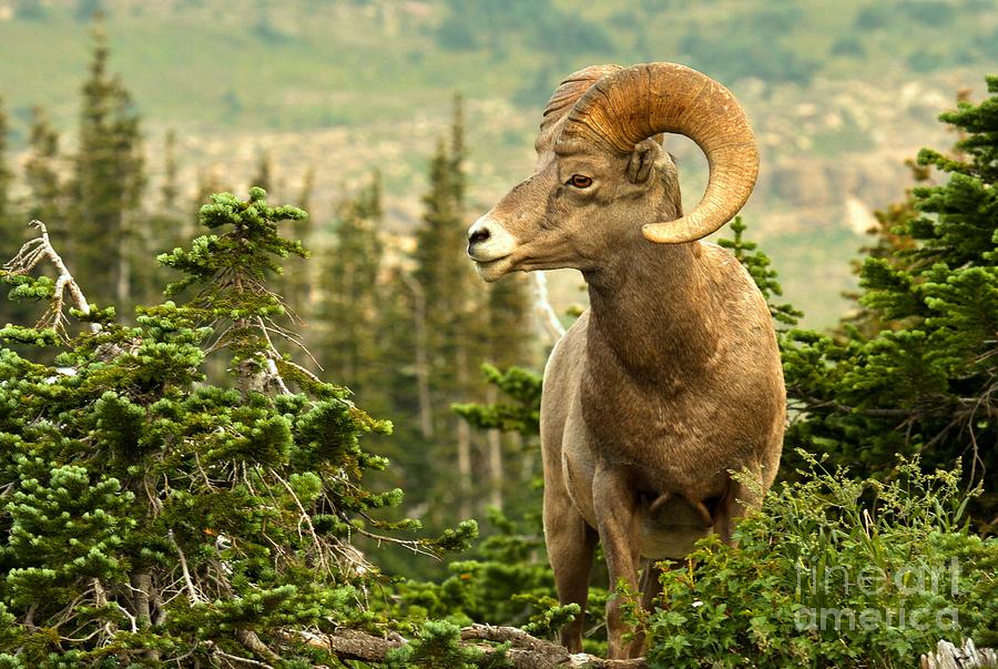 Glacier National Park Bighorn Photograph by Adam Jewell