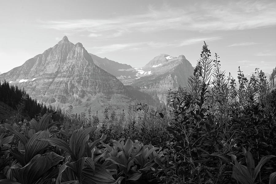Glacier National Park Fireweed Black and White  Photograph by Bruce Gourley